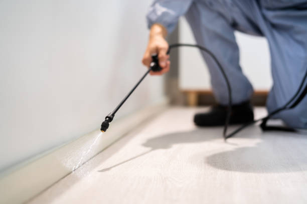Licensed Wasp Removal service in Roanoke, VA - Show Me Pest Control